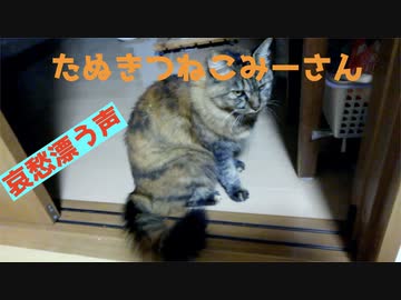 寂しそうに鳴くみーさん