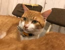 【ぽちゃ猫】従業ニャン紹介