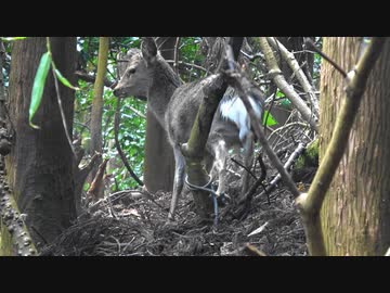 令和最初の狩猟生活（その１４２）
