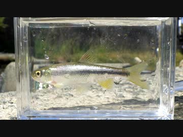 眠たくなる淡水魚釣り32【カワムツ】