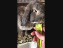 ラビ君④