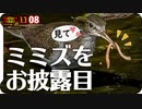 1108【ミミズを美味しそうに食べるイソシギ】驚くネコが飛び上がる。カワセミとヒヨドリ２ショット。スズメとセキレイ水浴び。サトクダマキモドキの産卵管【 #今日撮り野鳥動画まとめ 】 #身近な生き物語