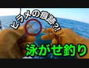 泳がせ釣りで初っ端から爆釣？！ヒラメの痕跡も！！【淡路島釣り船三幸丸】