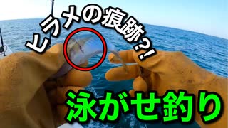 泳がせ釣りで初っ端から爆釣？！ヒラメの痕跡も！！【淡路島釣り船三幸丸】