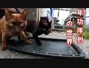 初めての鶏肉に別腹になっちゃう子猫