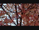 紅葉したイチョウ