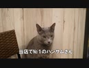 【銀猫】従業ニャン紹介　ロル君