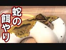 我が家の蛇に餌をあたえる。
