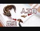 【同時にあたえる】昆虫と人工餌を同時にあげたらレオパはどちらを食べるのか？
