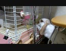 小屋の外から牧草を食べるうさぎさん