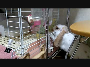 小屋の外から牧草を食べるうさぎさん