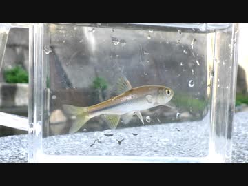 眠たくなる淡水魚釣り33【カワムツ】