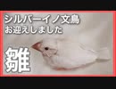 【可愛すぎる‼】文鳥の雛をお迎えしました