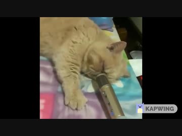 人気の いびき 猫 動画 30本 ニコニコ動画