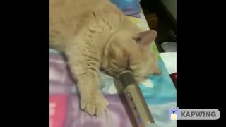 人気の「猫 おっさん」動画 66本 - ニコニコ動画