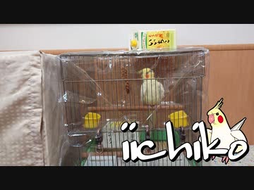いいちこインコ小鳥の病院へ(2020/08/03