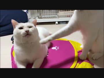 子猫部屋おじさんズ、子猫部屋を仲良く奪い合う