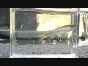 眠たくなる淡水魚釣り34【カワムツ】
