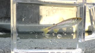 眠たくなる淡水魚釣り34【カワムツ】