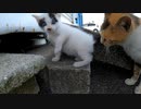 お顔舐められ、お尻舐められくすぐったい！ブロックもガジガジするよ「野良猫の子猫」