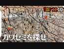 1110【カワセミと紅葉の葉が似てた】コガモのエクリプス羽、男の娘。セキレイ3種にメジロ、シジュウカラ。落ち葉が増えて秋めいてきた【 #今日撮り野鳥動画まとめ 】 #身近な生き物語