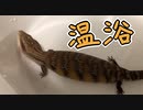 アオジタトカゲを温浴させます