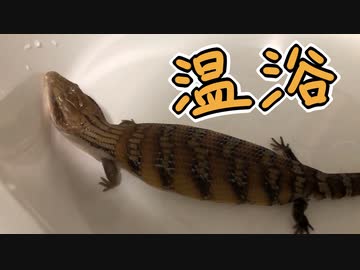 アオジタトカゲを温浴させます