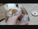 一か月分のお薬を飲み切ったうさぎさん