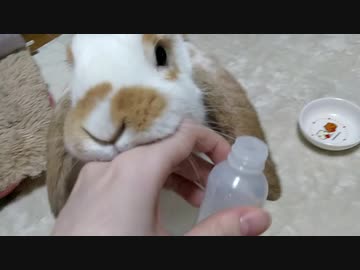 一か月分のお薬を飲み切ったうさぎさん