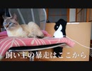 猫との再会がうれしすぎて飼い主が暴走してしまいました…【Vimtagペットカメラ】