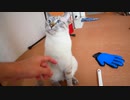 飼い主への愛情表現「ゆっくりまばたき」がついに見れた…！！！！！！！！！！…のか！？