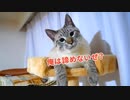 遊んでたら急に甘えん坊になっちゃった猫のポーズがかわいすぎた