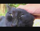 琵琶湖の猫テラス