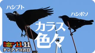 1111【カラスが沢山いろんな鳴き声】チンアナゴの日詐欺、寂しいコガモ、ヒドリガモの換羽、スズメの水浴び、ジョウビタキ、緑のカワセミ【 #今日撮り野鳥動画まとめ 】 #身近な生き物語