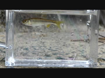 眠たくなる淡水魚釣り35【カワムツ】