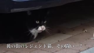 伝説の重鎮猫、猫の抗争に巻き込まれる