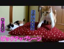 野良猫時代のおチビと三毛子【ピックアップシーン】