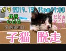 【子猫】子猫を自由にさせてみたら大変でした