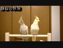 【静寂の世界】エメラルド 兄弟は仕草が似ている!