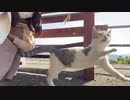 尾道の猫