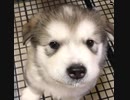 可愛い子犬初めての遠吠え、かわいすぎ！