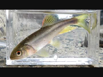 眠たくなる淡水魚釣り36【カワムツ】