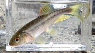 眠たくなる淡水魚釣り36【カワムツ】