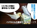 BL・バードラブ(いいちこインコ＆チュン太)