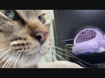 ばかまじめ次男坊猫、いい子を卒業してハイパー甘ったれになる