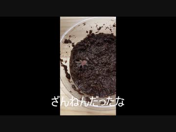 【チャコジャイ】タランチュラ飼育日記その１【ってなんじゃい】