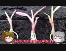 【ゆるふわ植物日記#10】セッコクをふやそう！高芽とり【植物解説】