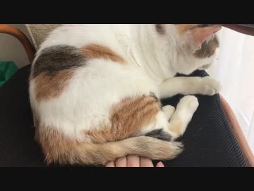 一生入れてたい