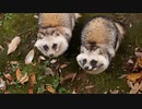 【ノーナレ動物動画】た、た、タヌキがやってきた？raccoon dog in comeing