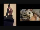 再び【演奏してみた】ねこみまSHOW !テーマソング【オタマトーン】